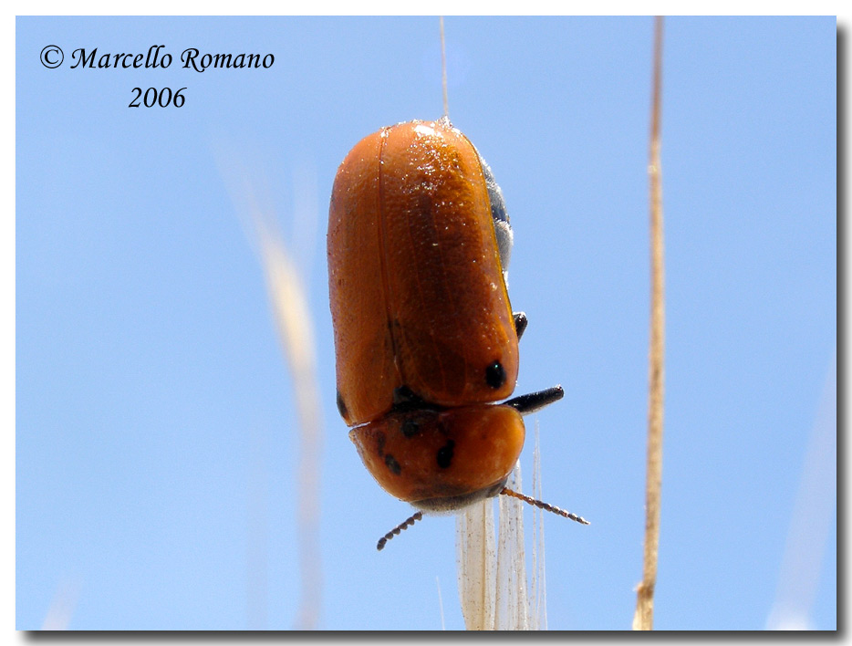 Tituboea biguttata in Sardegna e Sicilia (Col.Chrysomelidae)